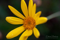 Daisy