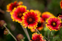 Daisy Vignette