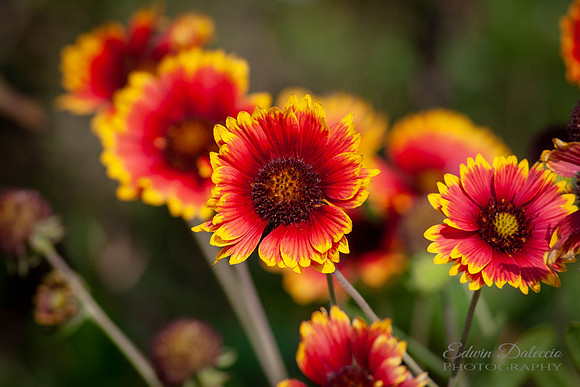 Daisy Vignette