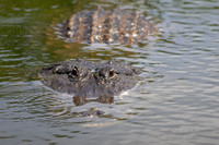Alligator mississippiensis  American Alligator