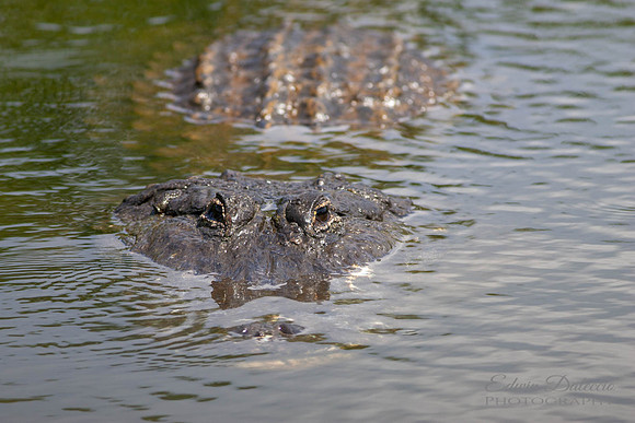 Alligator mississippiensis  American Alligator