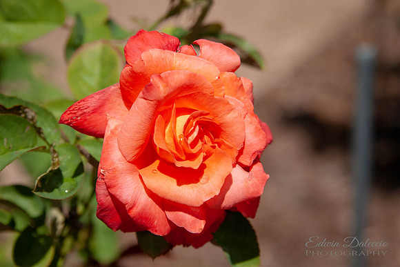 Rose Bud
