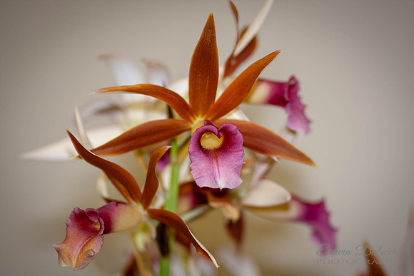 Orchid