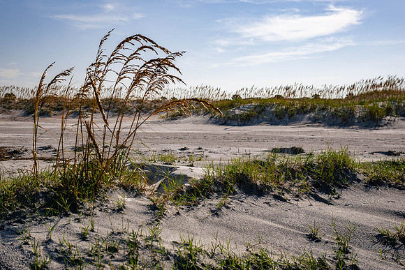 Florida's Beach Dunes