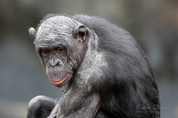 Pan troglodytes  Common Chimpanzee
