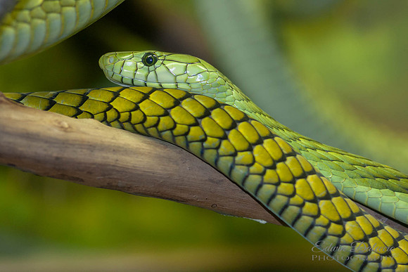 Dendroaspis viridis Western Green Mamba