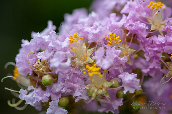 Stem Close up