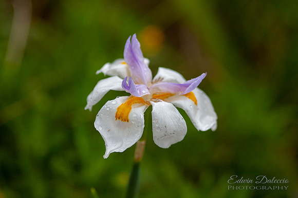 Flower Mist