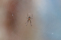 677A1172-Edit
