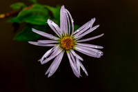 677A1088-Edit