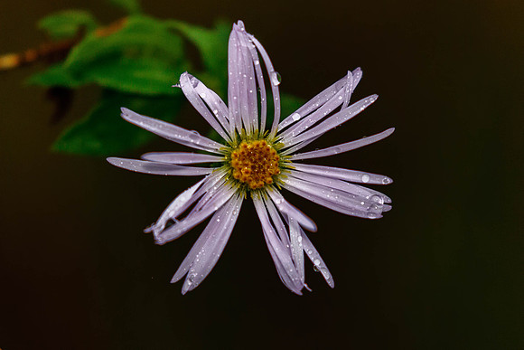 677A1088-Edit