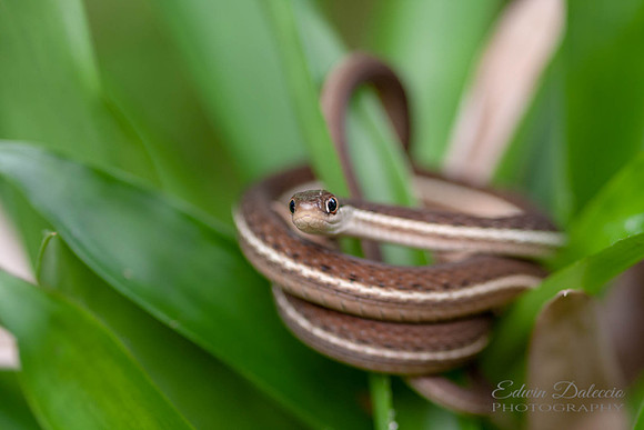 Thamnophis sirtalis  Garter Snake