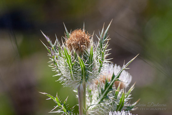 Thorn