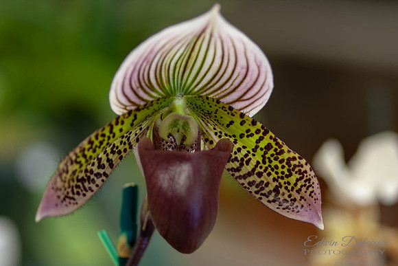 Orchid Blossom
