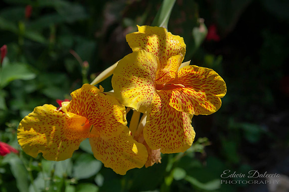 Yellow Beauty